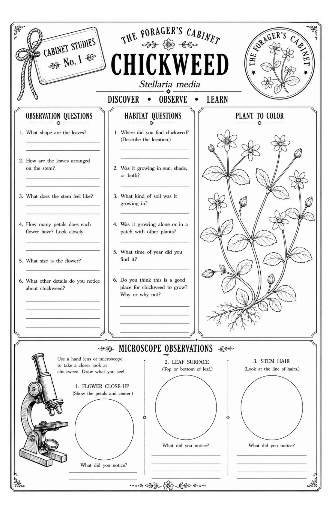 Nature Observation Booklet | Printable Nature Study Journal for Kids - Image 3
