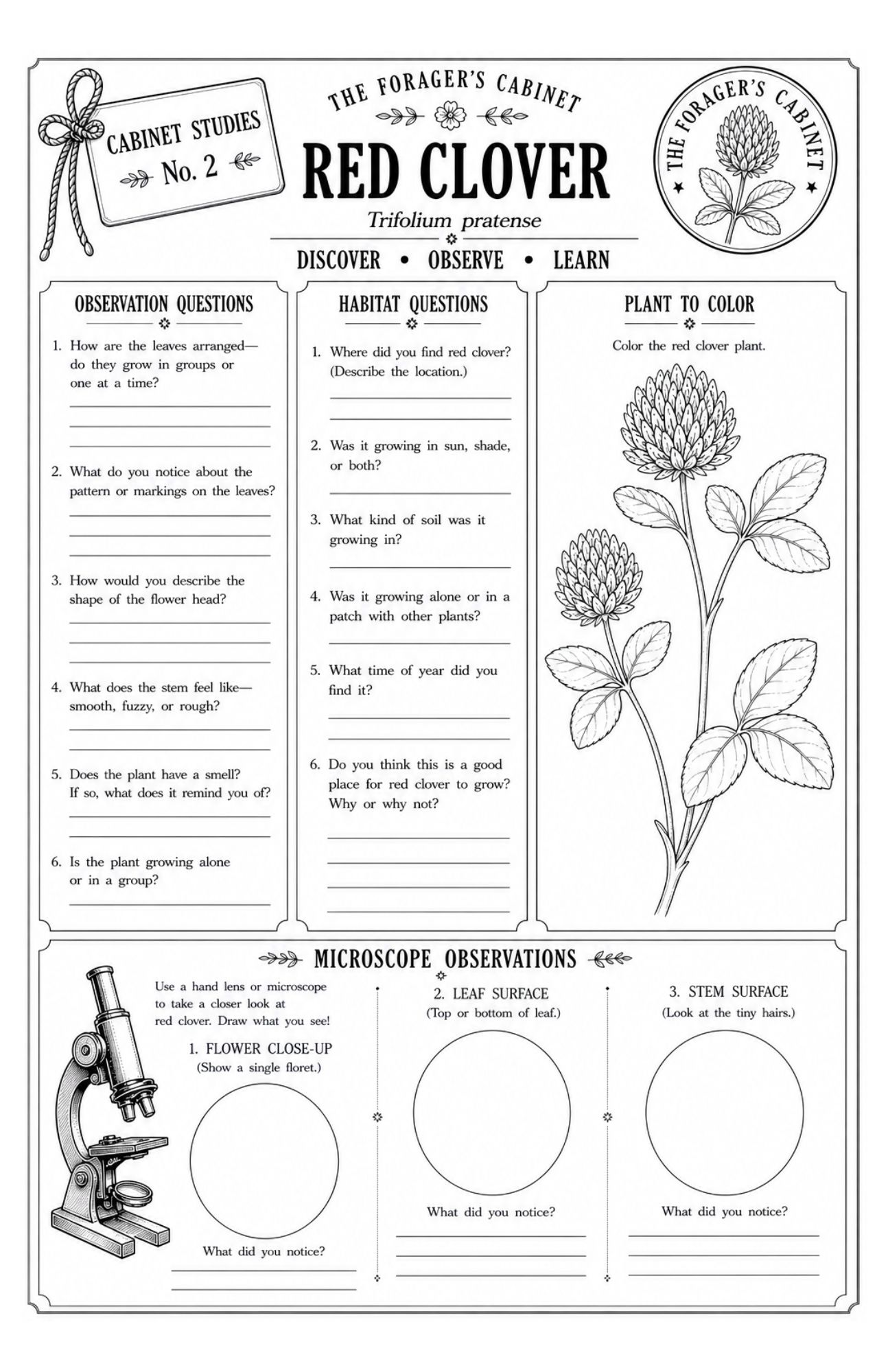 Nature Observation Booklet | Printable Nature Study Journal for Kids - Image 4