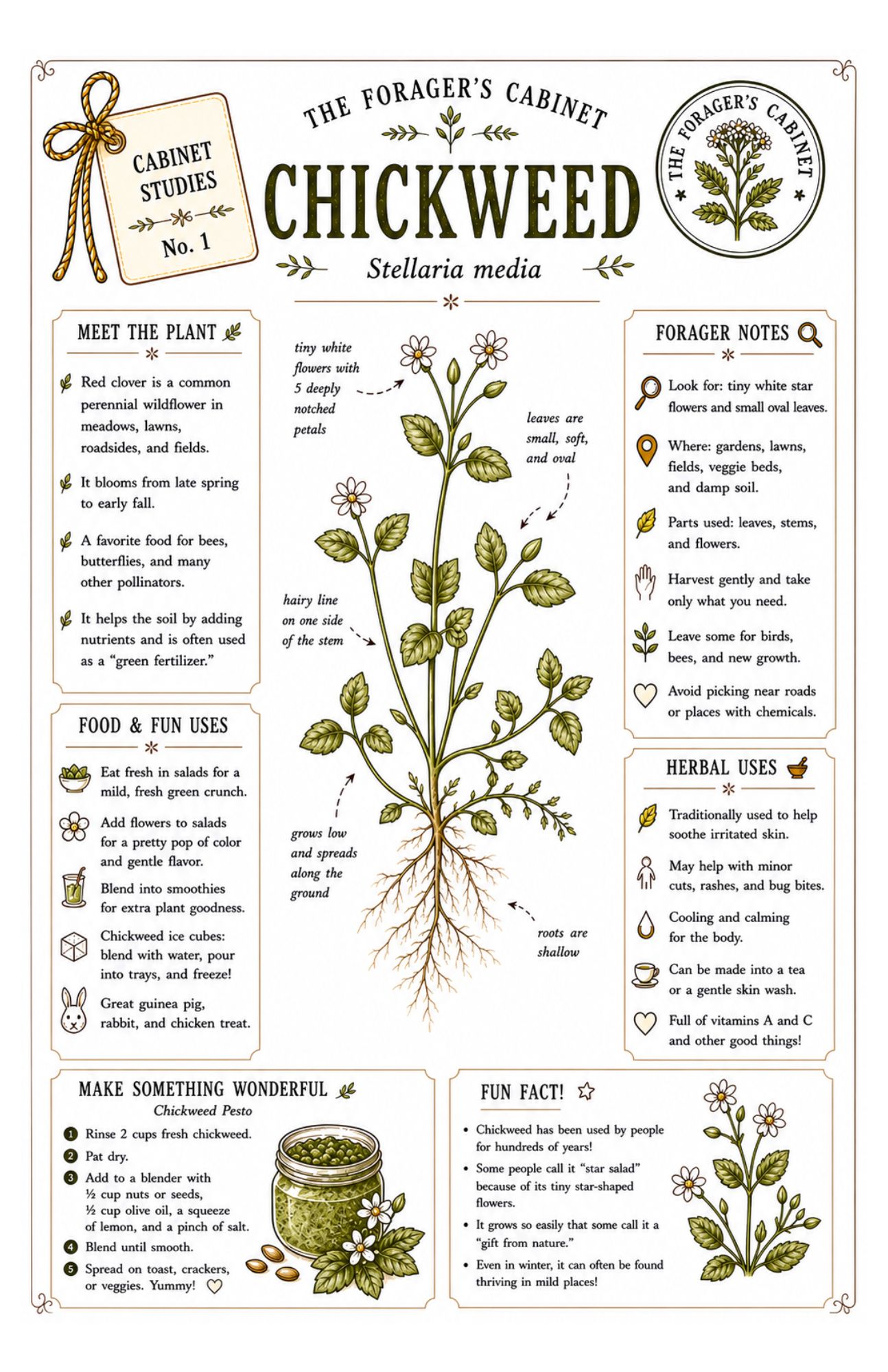 Plants to Forage Nature Study Adventure Bundle | 100+ Printable Pages - Image 4